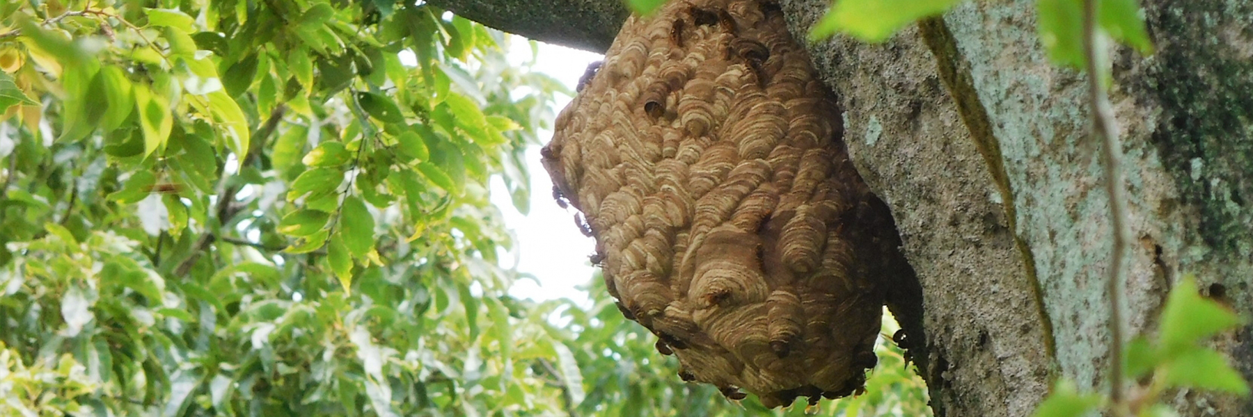 蜂の巣駆除