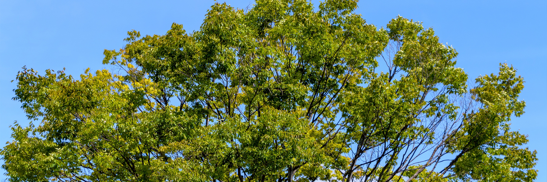 木の伐採サービス